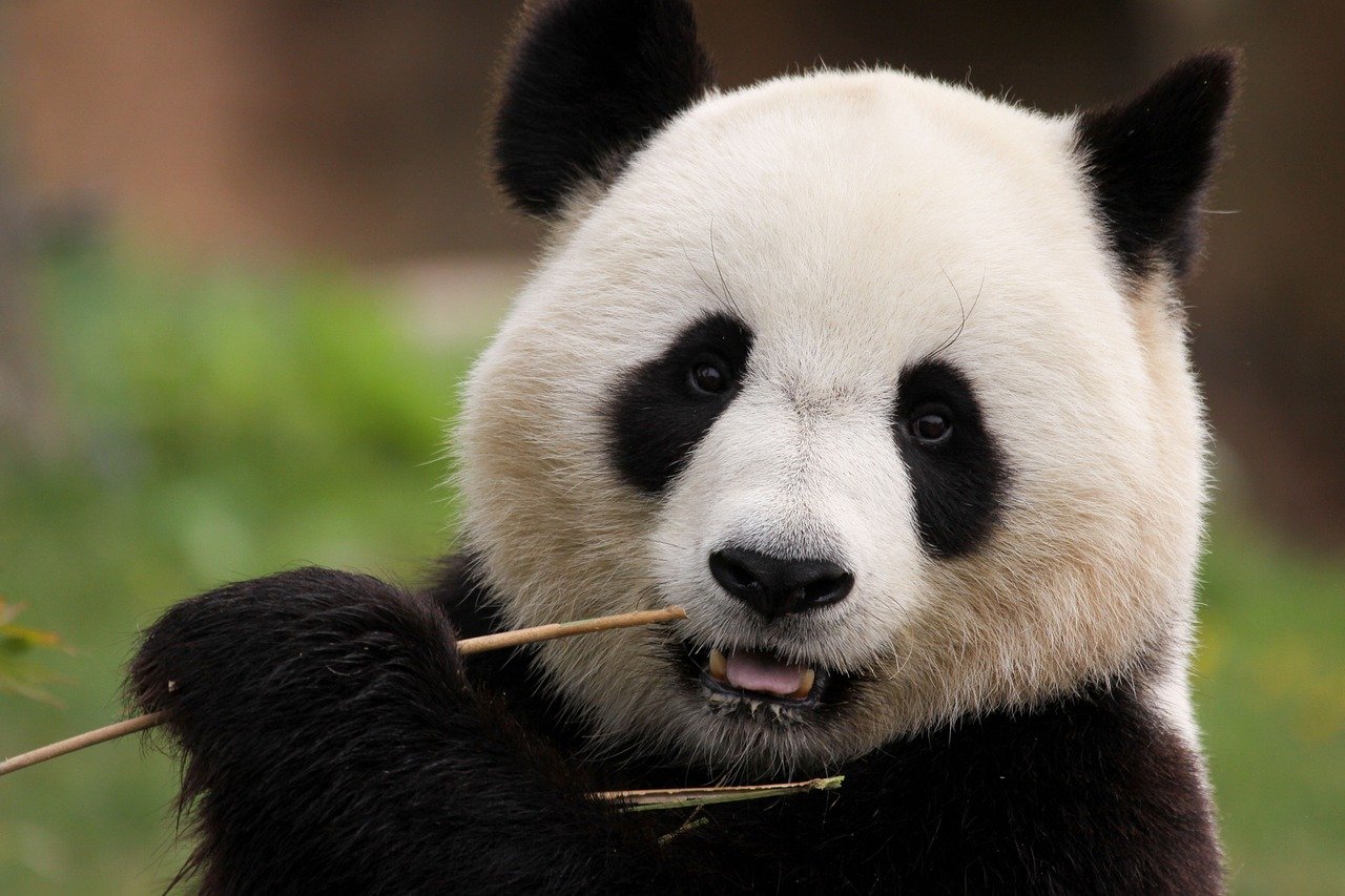 panda-8171354_1280 panda-8171354_1280